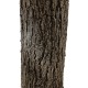 GloboStar® Artificial Garden ACER RUBRUM SYCAMORE TREE 20437 Τεχνητό Διακοσμητικό Δέντρο Κόκκινος Σφένδαμος Υ400cm GloboStar® Artificial Garden ACER RUBRUM SYCAMORE TREE 20437 Τεχνητό Διακοσμητικό Δέντρο Κόκκινος Σφένδαμος Υ400cm