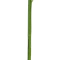GloboStar® Artificial Garden BAMBOO BRANCH 20440 Τεχνητό Διακοσμητικό Κλαδί Μπαμπού Υ250cm