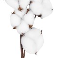 GloboStar® Artificial Garden COTTON BRANCH 20558 Τεχνητό Διακοσμητικό Κλαδί βαμβάκι Υ45cm GloboStar® Artificial Garden COTTON BRANCH 20558 Τεχνητό Διακοσμητικό Κλαδί βαμβάκι Υ45cm