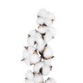 GloboStar® Artificial Garden COTTON BRANCH 20559 Τεχνητό Διακοσμητικό Κλαδί βαμβάκι Y55cm GloboStar® Artificial Garden COTTON BRANCH 20559 Τεχνητό Διακοσμητικό Κλαδί βαμβάκι Y55cm
