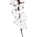 GloboStar® Artificial Garden COTTON BRANCH 20559 Τεχνητό Διακοσμητικό Κλαδί βαμβάκι Y55cm GloboStar® Artificial Garden COTTON BRANCH 20559 Τεχνητό Διακοσμητικό Κλαδί βαμβάκι Y55cm