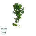 GloboStar® Artificial Garden HANGING PEPEROMIA 20599 Τεχνητό Διακοσμητικό Κρεμαστό Φυτό Πεπερόμια Μ30 x Π31 x Υ50cm GloboStar® Artificial Garden HANGING PEPEROMIA 20599 Τεχνητό Διακοσμητικό Κρεμαστό Φυτό Πεπερόμια Μ30 x Π31 x Υ50cm