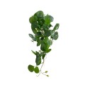 GloboStar® Artificial Garden HANGING PEPEROMIA 20599 Τεχνητό Διακοσμητικό Κρεμαστό Φυτό Πεπερόμια Μ30 x Π31 x Υ50cm GloboStar® Artificial Garden HANGING PEPEROMIA 20599 Τεχνητό Διακοσμητικό Κρεμαστό Φυτό Πεπερόμια Μ30 x Π31 x Υ50cm