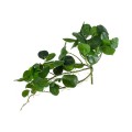 GloboStar® Artificial Garden HANGING PEPEROMIA 20599 Τεχνητό Διακοσμητικό Κρεμαστό Φυτό Πεπερόμια Μ30 x Π31 x Υ50cm GloboStar® Artificial Garden HANGING PEPEROMIA 20599 Τεχνητό Διακοσμητικό Κρεμαστό Φυτό Πεπερόμια Μ30 x Π31 x Υ50cm
