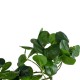 GloboStar® Artificial Garden HANGING PEPEROMIA 20599 Τεχνητό Διακοσμητικό Κρεμαστό Φυτό Πεπερόμια Μ30 x Π31 x Υ50cm