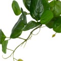 GloboStar® Artificial Garden HANGING PEPEROMIA 20599 Τεχνητό Διακοσμητικό Κρεμαστό Φυτό Πεπερόμια Μ30 x Π31 x Υ50cm GloboStar® Artificial Garden HANGING PEPEROMIA 20599 Τεχνητό Διακοσμητικό Κρεμαστό Φυτό Πεπερόμια Μ30 x Π31 x Υ50cm