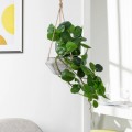 GloboStar® Artificial Garden HANGING PEPEROMIA 20599 Τεχνητό Διακοσμητικό Κρεμαστό Φυτό Πεπερόμια Μ30 x Π31 x Υ50cm GloboStar® Artificial Garden HANGING PEPEROMIA 20599 Τεχνητό Διακοσμητικό Κρεμαστό Φυτό Πεπερόμια Μ30 x Π31 x Υ50cm