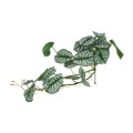 GloboStar® Artificial Garden HANGING ALOCASIA 20601 Τεχνητό Διακοσμητικό Κρεμαστό Φυτό Αλοκάσια Μ28 x Π27 x Υ50cm GloboStar® Artificial Garden HANGING ALOCASIA 20601 Τεχνητό Διακοσμητικό Κρεμαστό Φυτό Αλοκάσια Μ28 x Π27 x Υ50cm