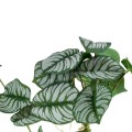 GloboStar® Artificial Garden HANGING ALOCASIA 20601 Τεχνητό Διακοσμητικό Κρεμαστό Φυτό Αλοκάσια Μ28 x Π27 x Υ50cm GloboStar® Artificial Garden HANGING ALOCASIA 20601 Τεχνητό Διακοσμητικό Κρεμαστό Φυτό Αλοκάσια Μ28 x Π27 x Υ50cm