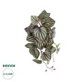 GloboStar® Artificial Garden PEPEROMIA HANGING PLANT 20602 Τεχνητό Διακοσμητικό Κρεμαστό Φυτό Πεπερόμια Υ45cm GloboStar® Artificial Garden PEPEROMIA HANGING PLANT 20602 Τεχνητό Διακοσμητικό Κρεμαστό Φυτό Πεπερόμια Υ45cm