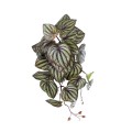 GloboStar® Artificial Garden PEPEROMIA HANGING PLANT 20602 Τεχνητό Διακοσμητικό Κρεμαστό Φυτό Πεπερόμια Υ45cm GloboStar® Artificial Garden PEPEROMIA HANGING PLANT 20602 Τεχνητό Διακοσμητικό Κρεμαστό Φυτό Πεπερόμια Υ45cm