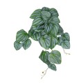 GloboStar® Artificial Garden PEPEROMIA HANGING PLANT 20603 Τεχνητό Διακοσμητικό Κρεμαστό Φυτό Πεπερόμια Υ45cm GloboStar® Artificial Garden PEPEROMIA HANGING PLANT 20603 Τεχνητό Διακοσμητικό Κρεμαστό Φυτό Πεπερόμια Υ45cm