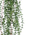 GloboStar® Artificial Garden EUCALYPTUS HANGING PLANT 20618 Τεχνητό Διακοσμητικό Κρεμαστό Φυτό Ευκάλυπτος Υ130cm GloboStar® Artificial Garden EUCALYPTUS HANGING PLANT 20618 Τεχνητό Διακοσμητικό Κρεμαστό Φυτό Ευκάλυπτος Υ130cm