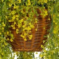 GloboStar® Artificial Garden GOLDEN BELL WILLOW HANGING PLANT 20626 Τεχνητό Κρεμαστό Διακοσμητικό Φυτό Κίτρινη Ιτιά Μ40 x Π40 x Y60cm GloboStar® Artificial Garden GOLDEN BELL WILLOW HANGING PLANT 20626 Τεχνητό Κρεμαστό Διακοσμητικό Φυτό Κίτρινη Ιτιά Μ40 x Π40 x Y60cm