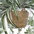 GloboStar® Artificial Garden CHLOROPHYTUM COMOSUM HANGING PLANT 20638 Τεχνητό Κρεμαστό Διακοσμητικό Χλωρόφυτο Y50cm GloboStar® Artificial Garden CHLOROPHYTUM COMOSUM HANGING PLANT 20638 Τεχνητό Κρεμαστό Διακοσμητικό Χλωρόφυτο Y50cm
