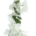 GloboStar® Artificial Garden BOUGAUVILLEA BRANCH 20657 Τεχνητό Διακοσμητικό Κλαδί Μπουκανβίλιας Λευκή Y80cm GloboStar® Artificial Garden BOUGAUVILLEA BRANCH 20657 Τεχνητό Διακοσμητικό Κλαδί Μπουκανβίλιας Λευκή Y80cm
