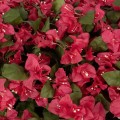 GloboStar® Artificial Garden BOUGAINVILLEA PLANT 20666 Τεχνητό Διακοσμητικό Φυτό Μπουκανβίλια Π145 x Μ70 x Y57cm GloboStar® Artificial Garden BOUGAINVILLEA PLANT 20666 Τεχνητό Διακοσμητικό Φυτό Μπουκανβίλια Π145 x Μ70 x Y57cm