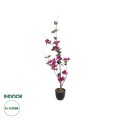 GloboStar® Artificial Garden BOUGAUVILLEA 20673 Τεχνητό Διακοσμητικό Φυτό με Ανθη Μπουκανβίλιας Φουξ Υ90cm GloboStar® Artificial Garden BOUGAUVILLEA 20673 Τεχνητό Διακοσμητικό Φυτό με Ανθη Μπουκανβίλιας Φουξ Υ90cm