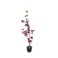 GloboStar® Artificial Garden BOUGAUVILLEA 20673 Τεχνητό Διακοσμητικό Φυτό με Ανθη Μπουκανβίλιας Φουξ Υ90cm GloboStar® Artificial Garden BOUGAUVILLEA 20673 Τεχνητό Διακοσμητικό Φυτό με Ανθη Μπουκανβίλιας Φουξ Υ90cm