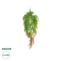 GloboStar® Artificial Garden HANGING FERN 20805 Τεχνητό Διακοσμητικό Κρεμαστό Φυτό Φτέρη Μ40 x Π20 x Υ88cm GloboStar® Artificial Garden HANGING FERN 20805 Τεχνητό Διακοσμητικό Κρεμαστό Φυτό Φτέρη Μ40 x Π20 x Υ88cm