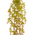 GloboStar® Artificial Garden HANGING EUCALYPTUS 20808 Τεχνητό Διακοσμητικό Κρεμαστό Φυτό Ευκάλυπτος Μ16 x Π9 x Υ105cm GloboStar® Artificial Garden HANGING EUCALYPTUS 20808 Τεχνητό Διακοσμητικό Κρεμαστό Φυτό Ευκάλυπτος Μ16 x Π9 x Υ105cm