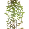 GloboStar® Artificial Garden HANGING EUCALYPTUS 20810 Τεχνητό Διακοσμητικό Κρεμαστό Φυτό Ευκάλυπτος Μ16 x Π9 x Υ105cm GloboStar® Artificial Garden HANGING EUCALYPTUS 20810 Τεχνητό Διακοσμητικό Κρεμαστό Φυτό Ευκάλυπτος Μ16 x Π9 x Υ105cm