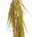 GloboStar® Artificial Garden HANGING CORN GRASS 20824 Τεχνητό Διακοσμητικό Κρεμαστό κλαδί Καλαμπόκι Μ23 x Π10 x Υ91cm GloboStar® Artificial Garden HANGING CORN GRASS 20824 Τεχνητό Διακοσμητικό Κρεμαστό κλαδί Καλαμπόκι Μ23 x Π10 x Υ91cm