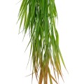 GloboStar® Artificial Garden HANGING CORN GRASS 20826 Τεχνητό Διακοσμητικό Κρεμαστό κλαδί Καλαμπόκι Μ23 x Π10 x Υ91cm GloboStar® Artificial Garden HANGING CORN GRASS 20826 Τεχνητό Διακοσμητικό Κρεμαστό κλαδί Καλαμπόκι Μ23 x Π10 x Υ91cm