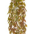 GloboStar® Artificial Garden HANGING LIMA BEAN 20844 Τεχνητό Διακοσμητικό Κρεμαστό Φυτό Φασόλι Λίμα Μ29 x Π10 x Υ86cm GloboStar® Artificial Garden HANGING LIMA BEAN 20844 Τεχνητό Διακοσμητικό Κρεμαστό Φυτό Φασόλι Λίμα Μ29 x Π10 x Υ86cm