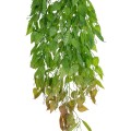GloboStar® Artificial Garden HANGING LIMA BEAN 20846 Τεχνητό Διακοσμητικό Κρεμαστό Φυτό Φασόλι Λίμα Μ29 x Π10 x Υ86cm GloboStar® Artificial Garden HANGING LIMA BEAN 20846 Τεχνητό Διακοσμητικό Κρεμαστό Φυτό Φασόλι Λίμα Μ29 x Π10 x Υ86cm