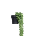 GloboStar® Artificial Garden HANGING LOVER'S TEARS 20875 - Τεχνητό Κρεμαστό Διακοσμητικό Φυτό Lover's Tears Φ14 x Y70cm GloboStar® Artificial Garden HANGING LOVER'S TEARS 20875 - Τεχνητό Κρεμαστό Διακοσμητικό Φυτό Lover's Tears Φ14 x Y70cm