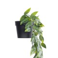 GloboStar® Artificial Garden HANGING DUTCH BEAN 20883 - Τεχνητό Κρεμαστό Διακοσμητικό Φυτό Ολλανδικό Φασόλι Φ28 x Y70cm GloboStar® Artificial Garden HANGING DUTCH BEAN 20883 - Τεχνητό Κρεμαστό Διακοσμητικό Φυτό Ολλανδικό Φασόλι Φ28 x Y70cm