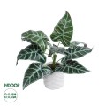 GloboStar® Artificial Garden ALOCASIA 20886 Τεχνητό Διακοσμητικό Φυτό Αλοκασία Φ38 x Υ33cm GloboStar® Artificial Garden ALOCASIA 20886 Τεχνητό Διακοσμητικό Φυτό Αλοκασία Φ38 x Υ33cm