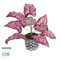GloboStar® Artificial Garden RED POLKA 20887 Τεχνητό Διακοσμητικό Φυτό Κόκκινη Πόλκα Φ38 x Υ33cm GloboStar® Artificial Garden RED POLKA 20887 Τεχνητό Διακοσμητικό Φυτό Κόκκινη Πόλκα Φ38 x Υ33cm