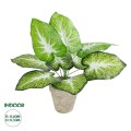 GloboStar® Artificial Garden CALADIUM POTTED PLANT 20894 Διακοσμητικό Φυτό Καλάντιουμ Φ40 x Υ33cm GloboStar® Artificial Garden CALADIUM POTTED PLANT 20894 Διακοσμητικό Φυτό Καλάντιουμ Φ40 x Υ33cm
