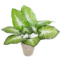 GloboStar® Artificial Garden CALADIUM POTTED PLANT 20894 Διακοσμητικό Φυτό Καλάντιουμ Φ40 x Υ33cm GloboStar® Artificial Garden CALADIUM POTTED PLANT 20894 Διακοσμητικό Φυτό Καλάντιουμ Φ40 x Υ33cm