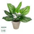 GloboStar® Artificial Garden SILVER POTHOS POTTED PLANT 20896 Διακοσμητικό Φυτό Πόθος Φ40 x Υ33cm GloboStar® Artificial Garden SILVER POTHOS POTTED PLANT 20896 Διακοσμητικό Φυτό Πόθος Φ40 x Υ33cm