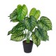 GloboStar® Artificial Garden CALATHEA 20912 Διακοσμητικό Φυτό Καλαθέα Υ75cm