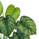 GloboStar® Artificial Garden CALATHEA 20912 Διακοσμητικό Φυτό Καλαθέα Υ75cm