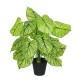 GloboStar® Artificial Garden CALADIUM 20913 Διακοσμητικό Φυτό Καλάντιουμ Υ75cm