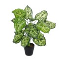 GloboStar® Artificial Garden DIEFFENBACHIA 20914 Διακοσμητικό Φυτό Υ75cm