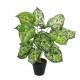 GloboStar® Artificial Garden DIEFFENBACHIA 20914 Διακοσμητικό Φυτό Υ75cm