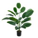 GloboStar® Artificial Garden YOUNG BANANA 20916 Διακοσμητικό Φυτό Νεαρή Μπανανιά Υ80cm