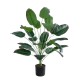 GloboStar® Artificial Garden OLD BANANA 20917 Διακοσμητικό Φυτό Ώριμη Μπανανιά Υ80cm