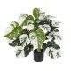 GloboStar® Artificial Garden ALBINO MONSTERA 20925 Διακοσμητικό Φυτό Λευκή Μονστέρα Υ75cm