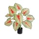 GloboStar® Artificial Garden CALADIUM 20932 Διακοσμητικό Φυτό Καλάντιουμ Υ55cm