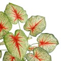 GloboStar® Artificial Garden CALADIUM 20932 Διακοσμητικό Φυτό Καλάντιουμ Υ55cm