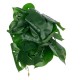 GloboStar® Artificial Garden  MONSTERA PLANT 20945 Διακοσμητικό Φυτό Μονστέρα Φ40 x Υ33cm