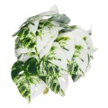 GloboStar® Artificial Garden ALBINO MONSTERA PLANT 20946 Διακοσμητικό Φυτό Μονστέρα Φ23 x Υ16cm