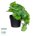 GloboStar® Artificial Garden GREEN BEGONIA PLANT 20949 Διακοσμητικό Φυτό Πράσινη Μπιγόνια Φ23 x Υ16cm GloboStar® Artificial Garden GREEN BEGONIA PLANT 20949 Διακοσμητικό Φυτό Πράσινη Μπιγόνια Φ23 x Υ16cm